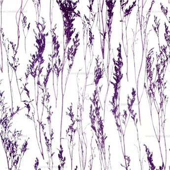 Purple Lavender/Пурпурная Лаванда